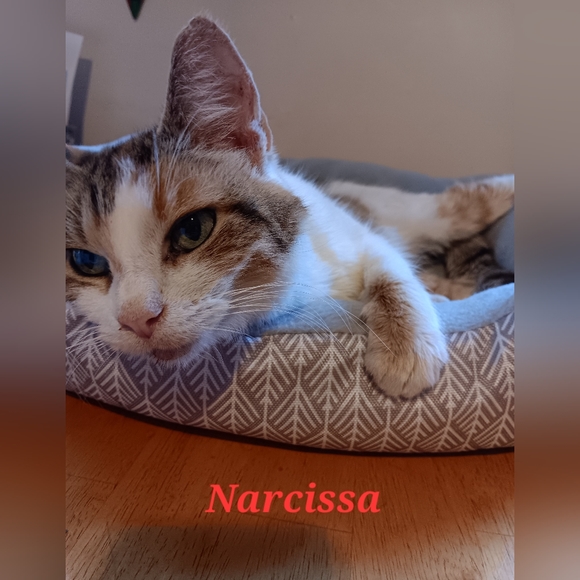 Shannon's LIVE SHOW LISTING - Picture 8 of 9